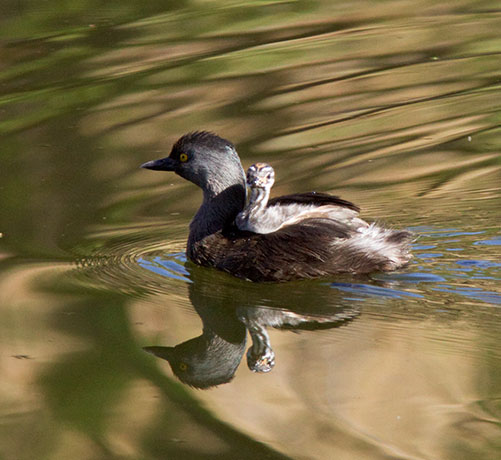 Least Grebes Tachybaptus dominicus  