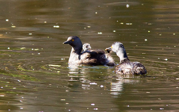 Least Grebes Tachybaptus dominicus  