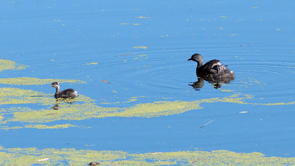Least Grebes Tachybaptus dominicus  