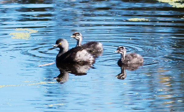 Least Grebes Tachybaptus dominicus  