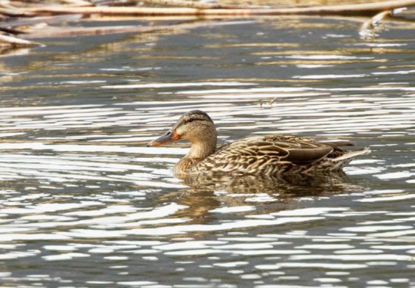 Mallard Anas platyrhynchos Duck
