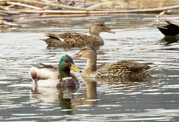 Mallard Anas platyrhynchos Duck