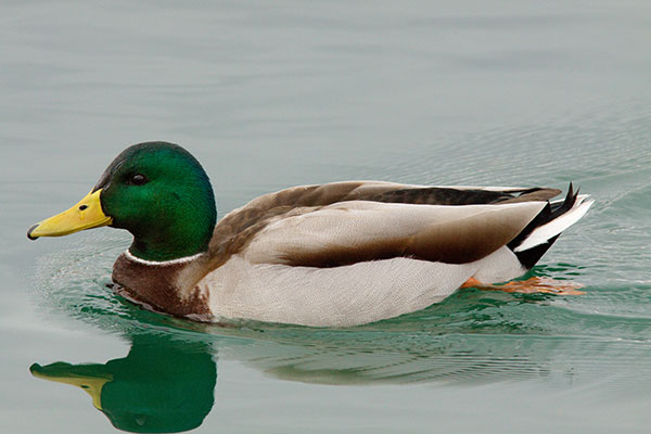 Mallard Anas platyrhynchos Duck