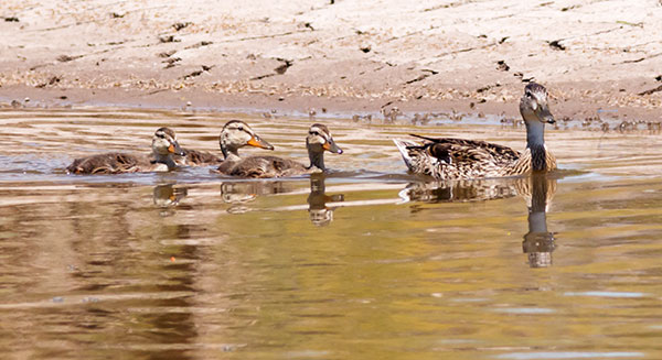 Mallard Anas platyrhynchos Duck