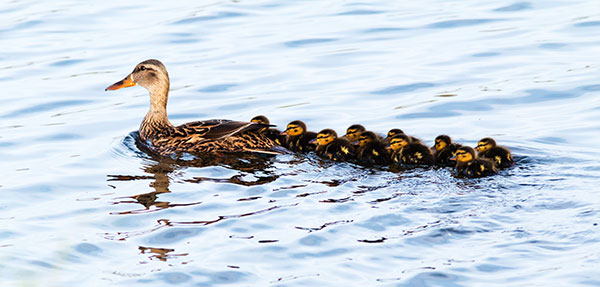 Mallard Anas platyrhynchos Duck