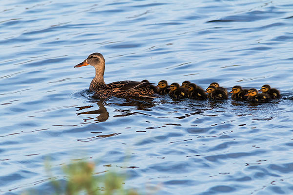 Mallard Anas platyrhynchos Duck