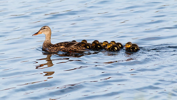 Mallard Anas platyrhynchos Duck