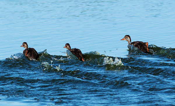Mallard Anas platyrhynchos Duck