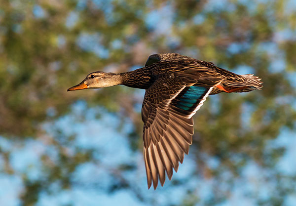 Mallard Anas platyrhynchos Duck