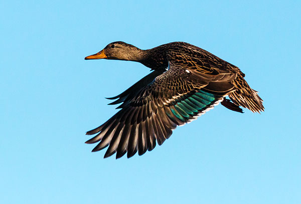 Mallard Anas platyrhynchos Duck