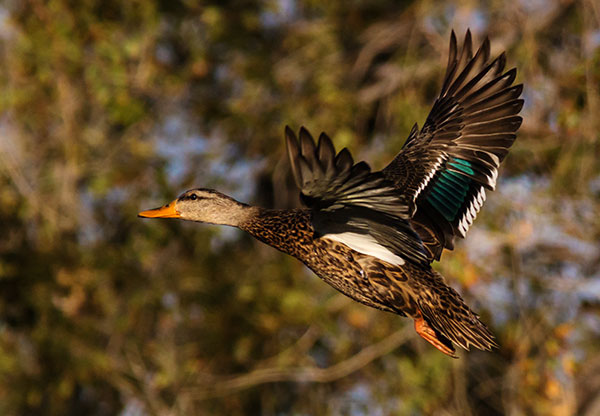Mallard Anas platyrhynchos Duck