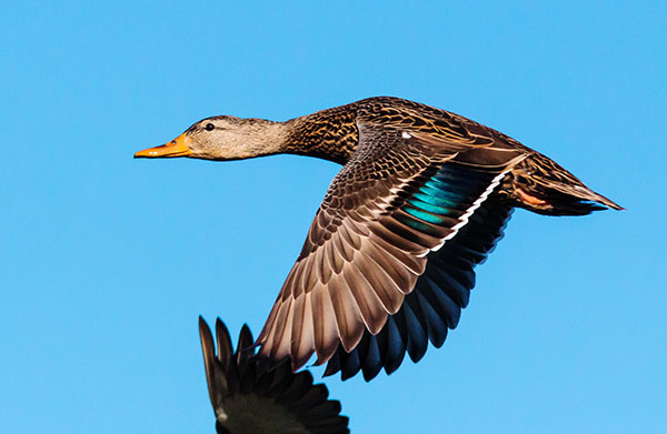 Mallard Anas platyrhynchos Duck