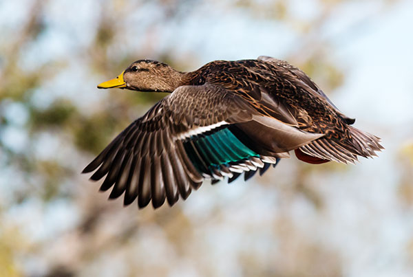 Mallard Anas platyrhynchos Duck