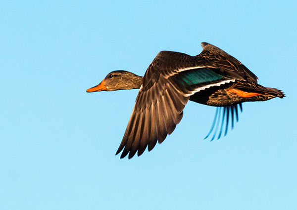 Mallard Anas platyrhynchos Duck