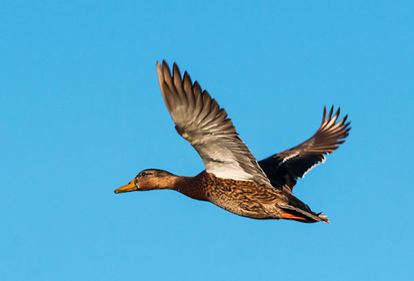 Mallard Anas platyrhynchos Duck