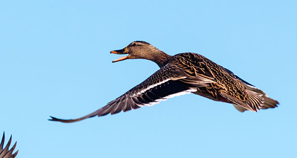 Mallard Anas platyrhynchos Duck