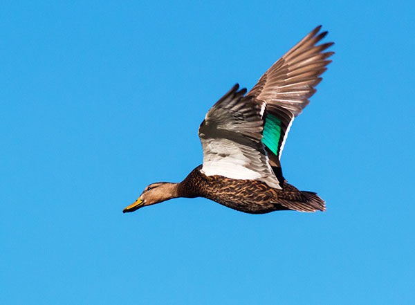 Mallard Anas platyrhynchos  diazi Duck