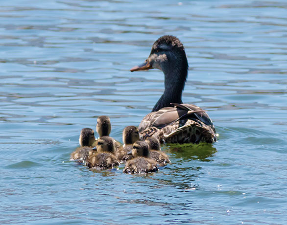 Mallard Anas platyrhynchos Duck
