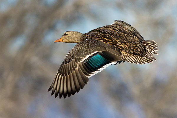 Mallard Anas platyrhynchos Duck