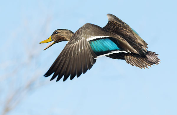 Mallard Anas platyrhynchos Duck