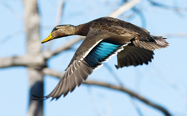 Mallard Anas platyrhynchos Duck