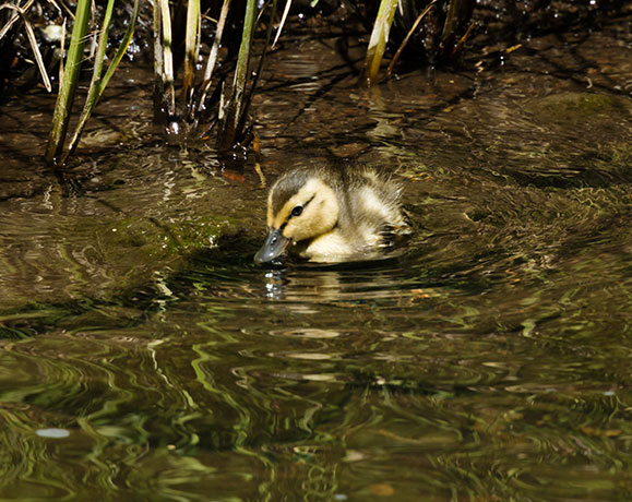 Mallard Anas platyrhynchos Duck
