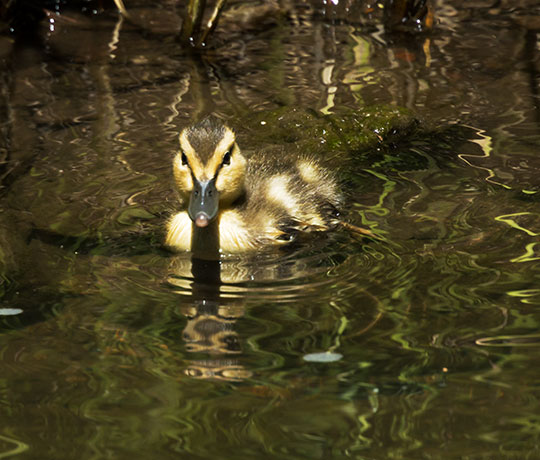 Mallard Anas platyrhynchos Duck