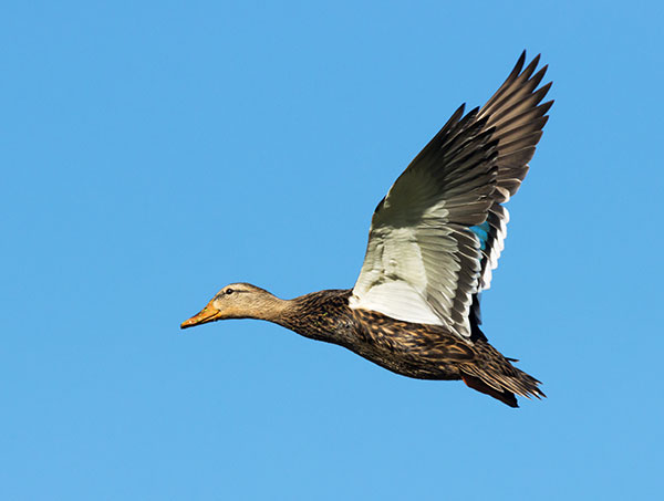 Mallard Anas platyrhynchos Duck