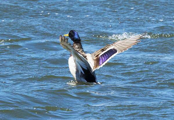 Mallard Anas platyrhynchos Duck