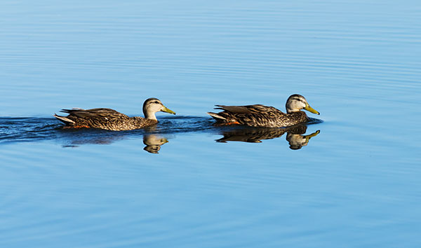 Mallard Anas platyrhynchos Duck