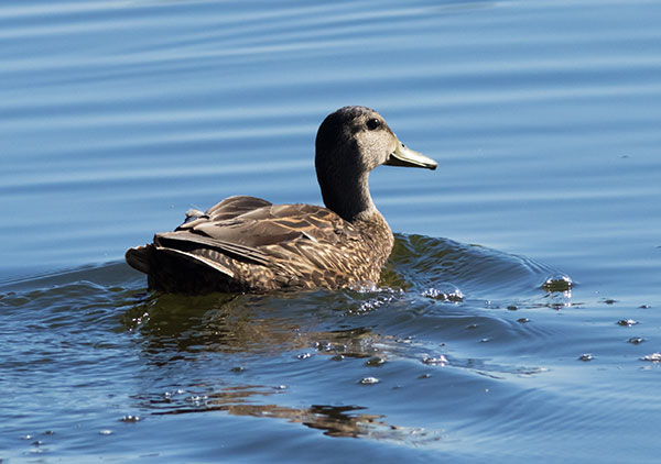 Mallard Anas platyrhynchos Duck