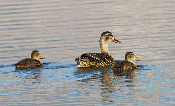 Mallard Anas platyrhynchos Duck