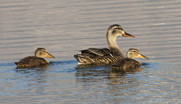 Mallard Anas platyrhynchos Duck