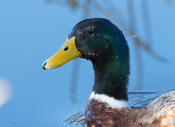 Mallard Anas platyrhynchos Duck