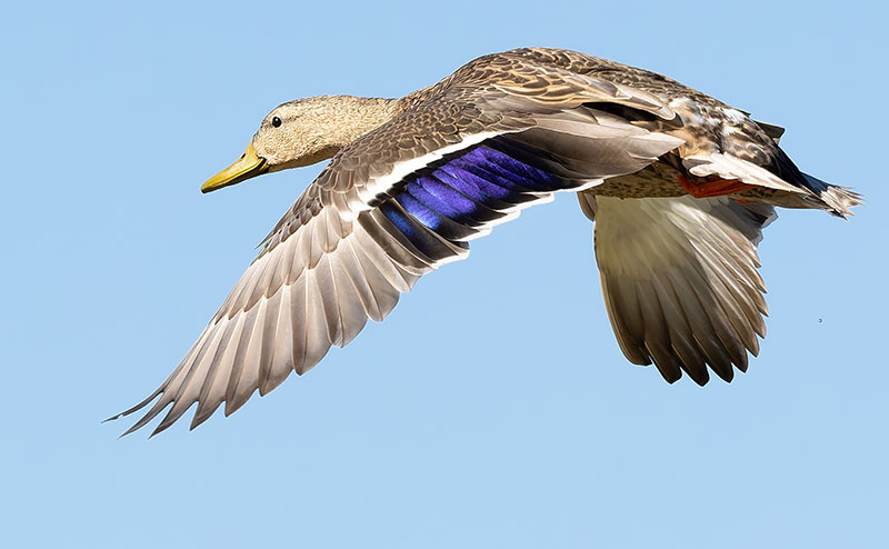Mallard Anas platyrhynchos Duck