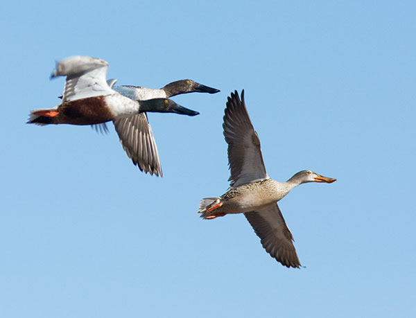 Northern Shoveler Anas clypeata in flight flying