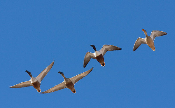 Northern Shoveler Anas clypeata in flight flying