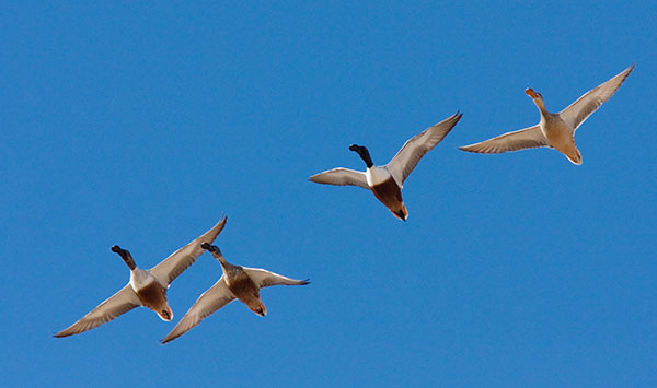 Northern Shoveler Anas clypeata in flight flying