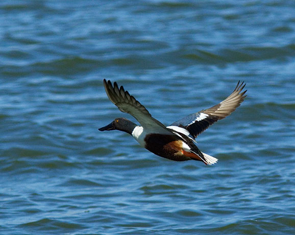 Northern Shoveler Anas clypeata in flight flying