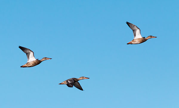 Northern Shoveler Anas clypeata