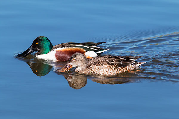 Northern Shoveler Anas clypeata