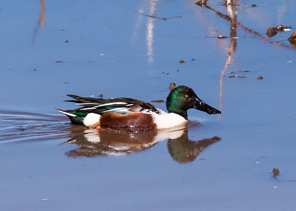 Northern Shoveler Anas clypeata