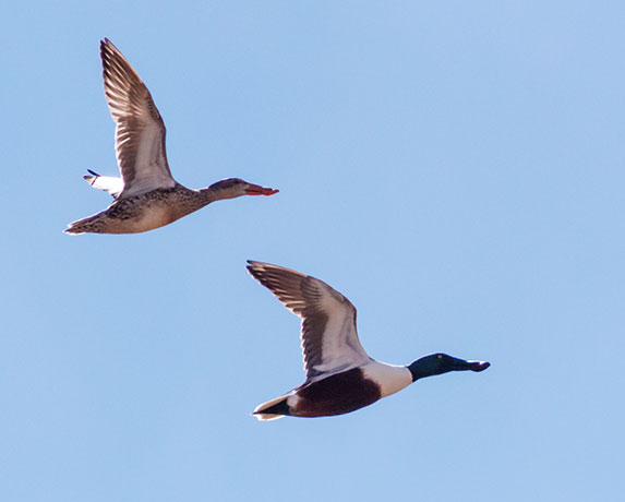 Northern Shoveler Anas clypeata