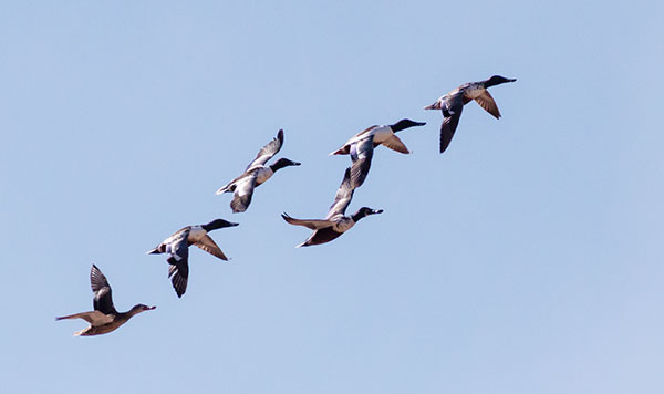 Northern Shoveler Anas clypeata