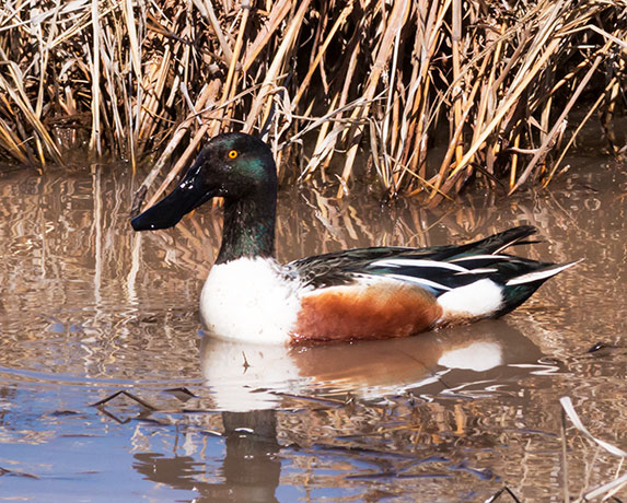 Northern Shoveler Anas clypeata