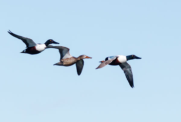 Northern Shoveler Anas clypeata