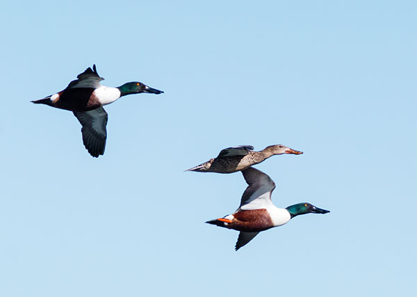 Northern Shoveler Anas clypeata