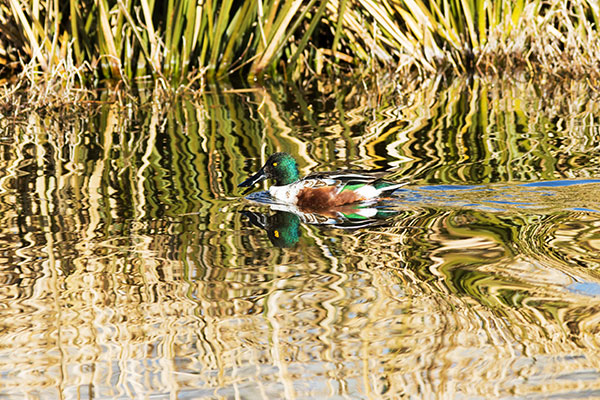 Northern Shoveler Anas clypeata
