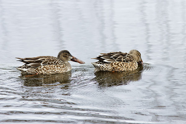 Northern Shoveler Anas clypeata