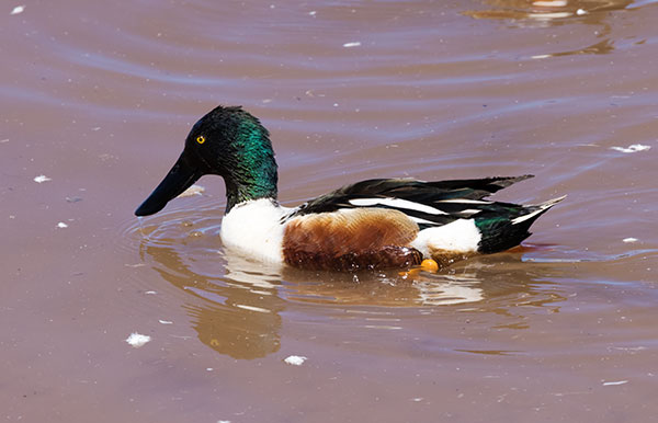 Northern Shoveler Anas clypeata